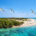 جزیره نخیلو کجاست؟ بهشت پرندگان دریایی در استان بوشهر