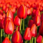 عکس های دیدنی از لاله های زیبای هلند؛ سرزمین گل های رنگارنگ